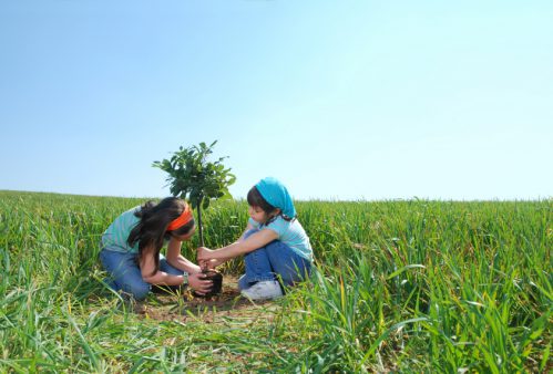 Ways to Grow More Trees