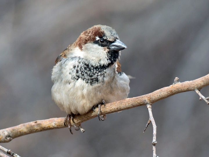 Slowest bird Sparrow - Top 5 slowest things in the world