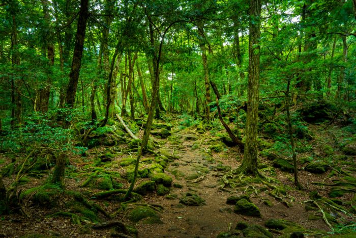 japan forest - mysterious places on earth