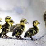 Patience and Perseverance