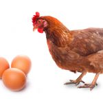 who came first chicken or egg – weird questions