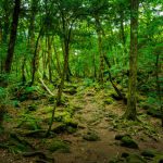 japan forest – mysterious places on earth