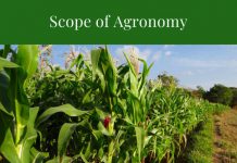 Scope and Career Prospects of Agronomy