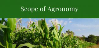 Scope and Career Prospects of Agronomy