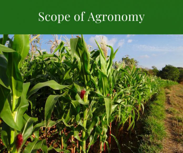 Scope and Career Prospects of Agronomy