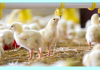 Sustainable Poultry Production