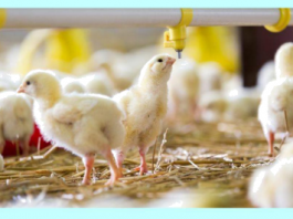 Sustainable Poultry Production