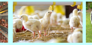 Sustainable Poultry Production