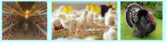 Sustainable Poultry Production