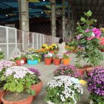 Spring Flower Show6