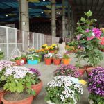 flowers and their lovers2