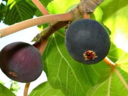 Researchers endorse 'Wild Himalayan Fig' aka ‘Bedu’ as a natural pain reliever