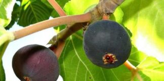 Researchers endorse 'Wild Himalayan Fig' aka ‘Bedu’ as a natural pain reliever